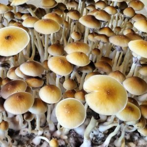 John Allen Mushroom
