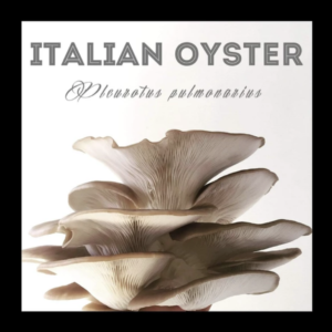 Italian Oyster Mushroom