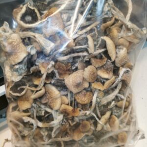 John Allen Mushrooms