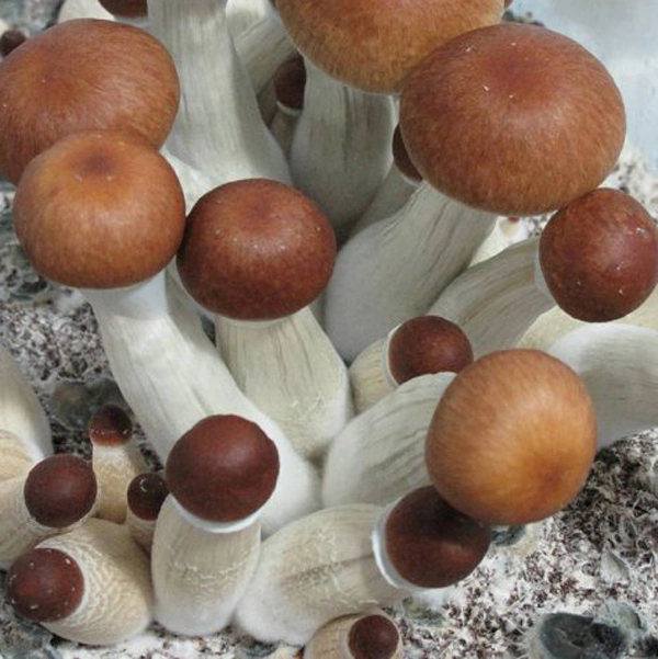 Thai Mushroom