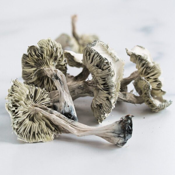 Albino Mushrooms
