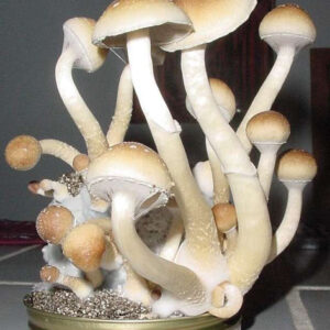 Matias Romero Mushrooms