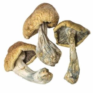 Cambodian Gold Mushrooms