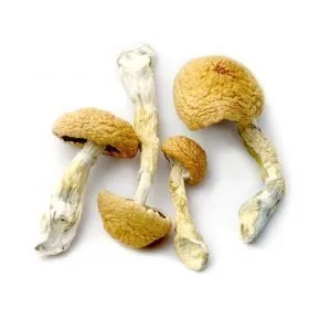 Ecuador Mushroom