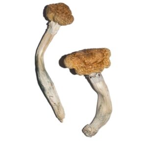 Vietnamese Magic Mushrooms