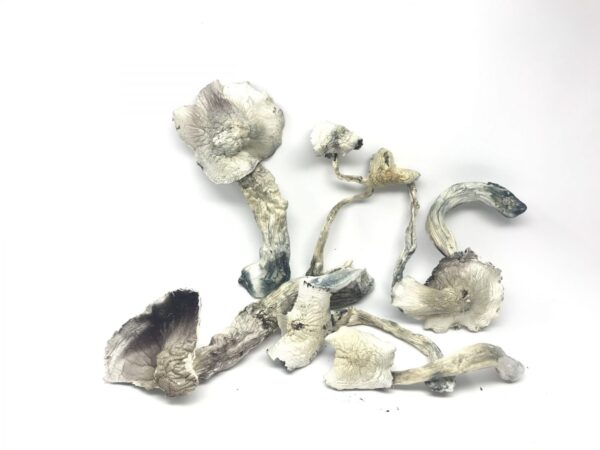 Albino Mushrooms