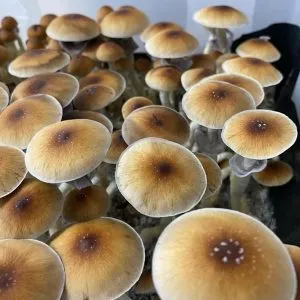 John Allen Mushroom