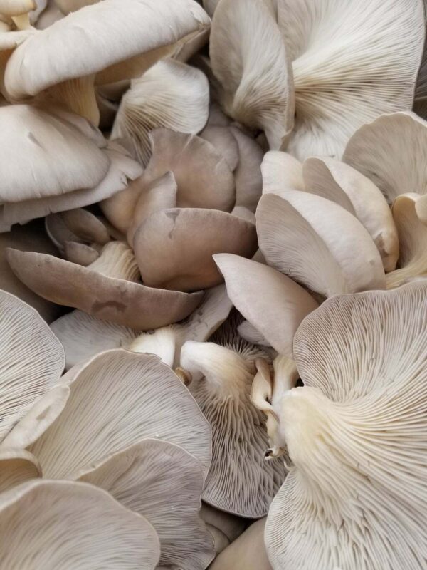Florida White Mushroom