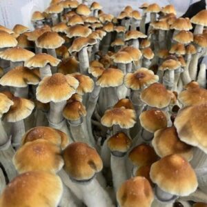 Nepal Chitwan Mushroom